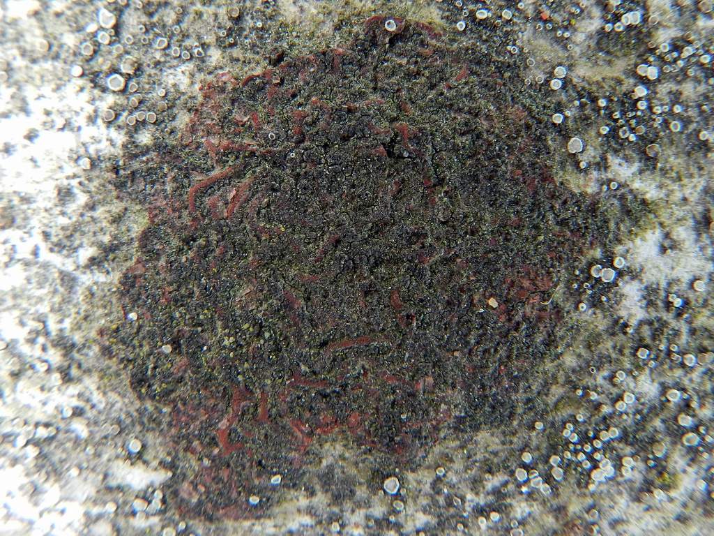 Lichene da identificare